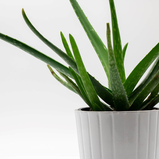Aloe Vera - viac ako okázalá izbová rastlina